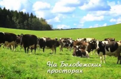 «КОМПАС продакшн» изготовил видеоролик о сырах «Белая Фета»