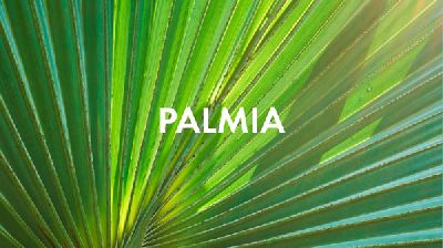 «Coruna Branding» разработала бренд средства для мытья посуды «PALMIA»