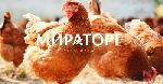 Brand Expert «Остров Свободы» провел рестайлинг упаковки охлажденного мяса птицы «Мираторг»